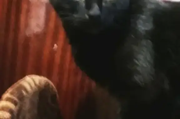 Пропала кошка Кошечка в Москве