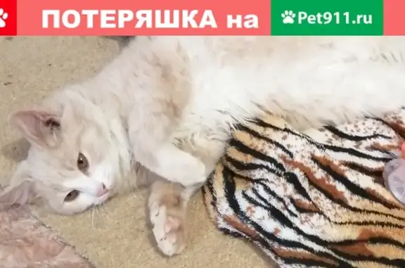 Пропал котик Персик на улице Чапаева, Наро-Фоминск.