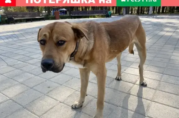 Собака с ошейником на улице Смирнова, 22