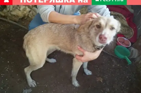 Найден рыжий пёс возле Автовокзала в Саратове