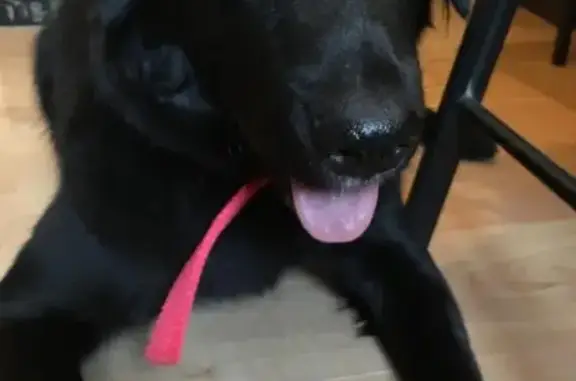 Найдена черная собака возле Дмитровского шоссе, ищем хозяев в Ермолино