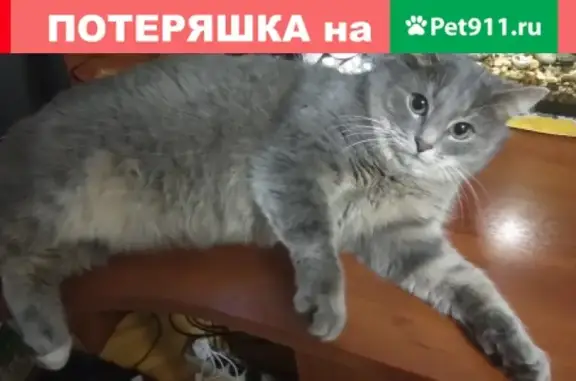 Пропала кошка Кузя на ул. Подольских Курсантов, Москва