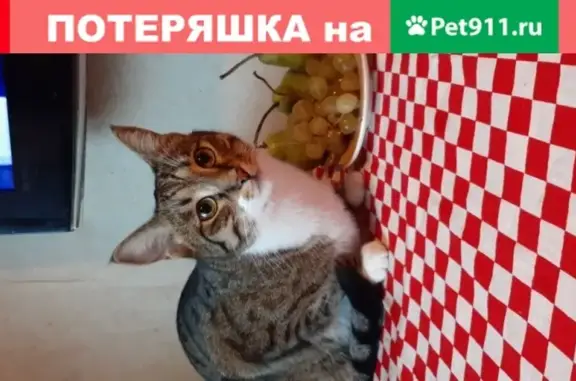 Пропала кошка на Профсоюзной, Москва