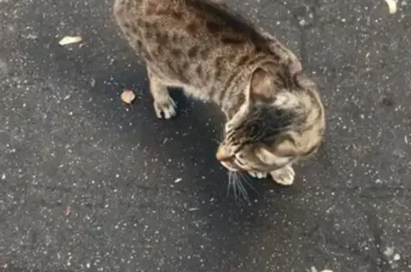 Найдена кошка на Солнечной 6 в Троицке, Москва