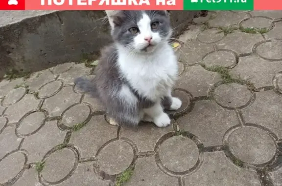Пропала кошка в деревне Вертлино, Солнечногорский район