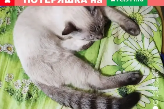Пропала кошка Милки, В. Новгород, ул. Зелинского 8