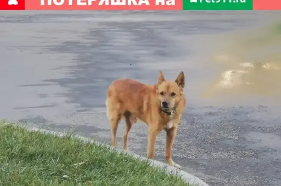 Найдена собака на Волгоградском проспекте 97к3