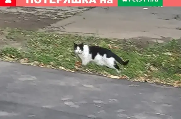 Найдена кошка на ул.Студенческая 33 к.3 в Москве