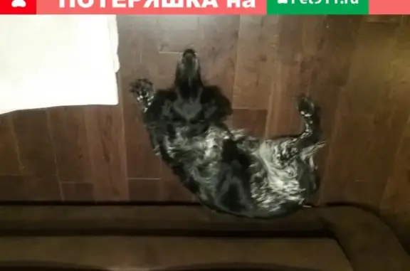 Найдена собака, Нижний Новгород, фото: Найден русский спаниэль в парке Кулибина, Н. Новгород