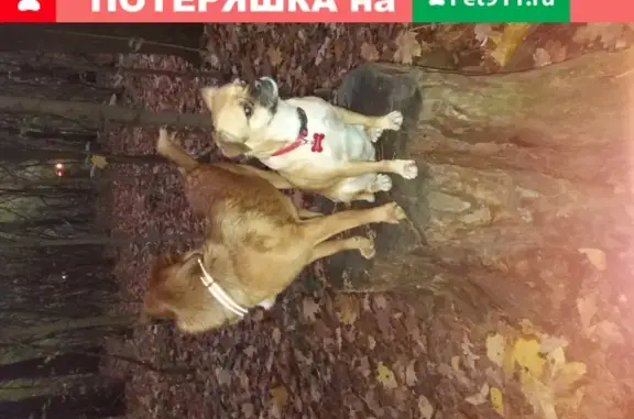 Пропала собака на улице Ленина, Красногорск