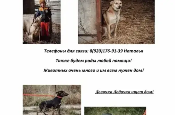 Найдены собаки и щенки в поселке Эммаус