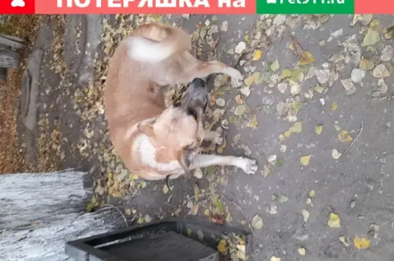 Собака найдена в Ленинском районе, Московское шоссе 6