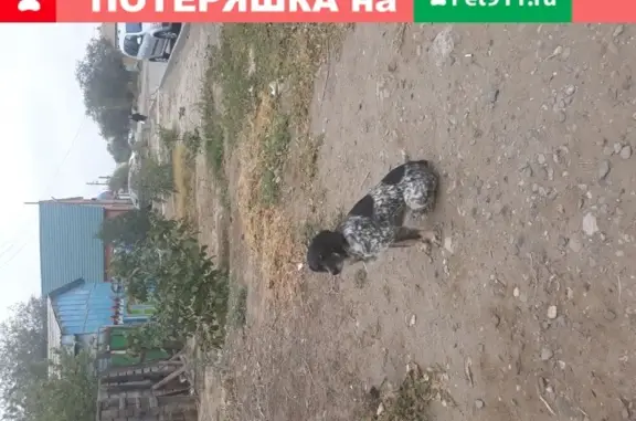 Найдена собака в Кировском районе Астрахани