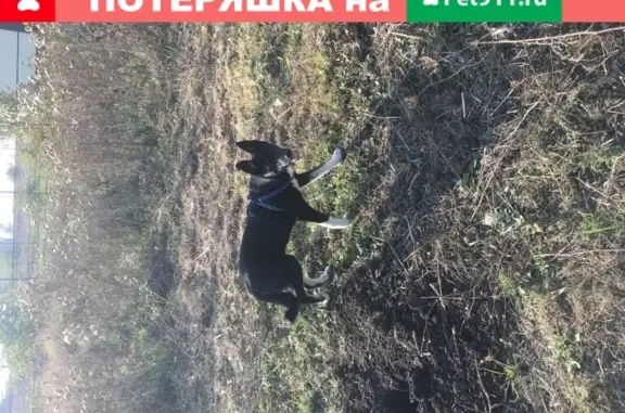 Собака найдена в поселке Индустриальный, Краснодар.