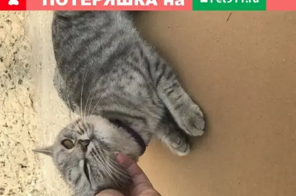Найдена кошка с фиолетовым ошейником на пр. Мира, Чебоксары