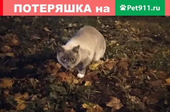 Найдена кошка на ул. Богданова в Москве