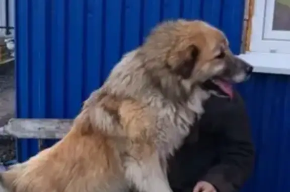 Пропала собака Тор в деревне Ботово.
