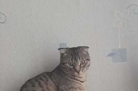 Пропал котик на Вяземской улице, вознаграждение за помощь