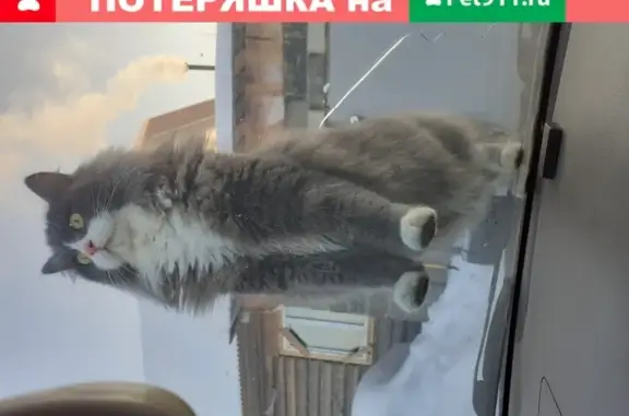 Пропала кошка Рони в селе Корнилово, Томская область