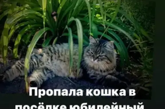 Пропала Сибирская кошка на улице Алых Роз в Саратове