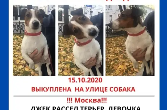 Найдена собака в Москве, ищем хозяина!