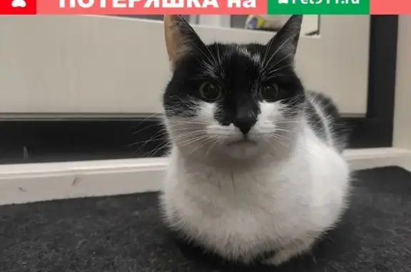 Найдена кошка в Красногорске, 3-й проезд, 72