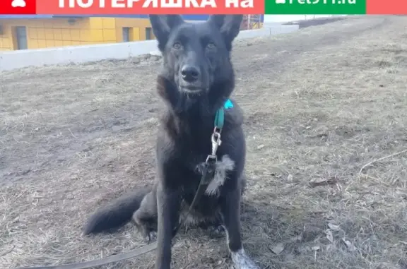 Пропала собака Метис в районе Бирюлево-Западное, Москва