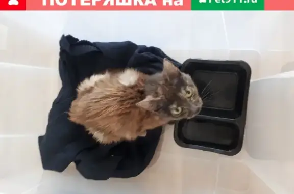 Найдена обезвоженная кошка на ул. Чкалова 231