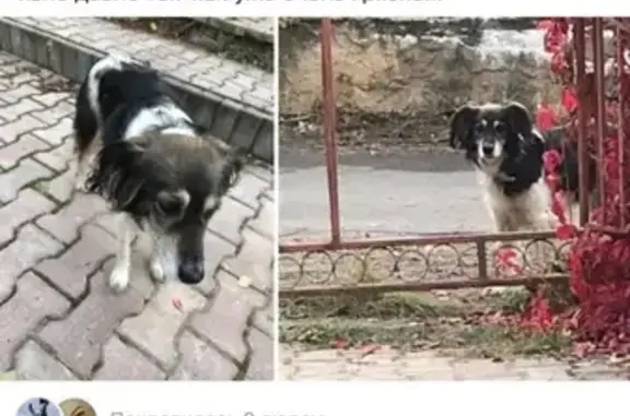 Пропала собака Муха в д. Мостовское, Москва