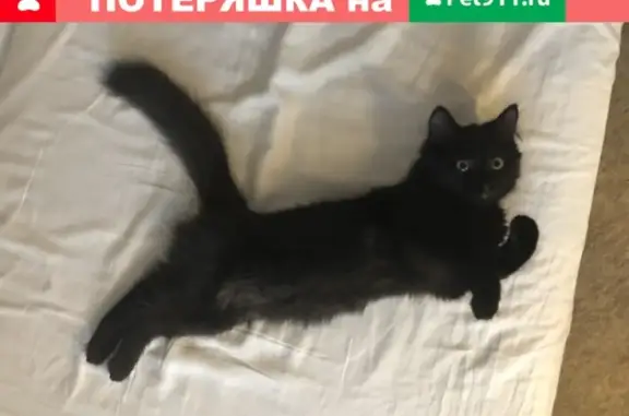 Пропала кошка Фрося, Томск, Красноармейская 16