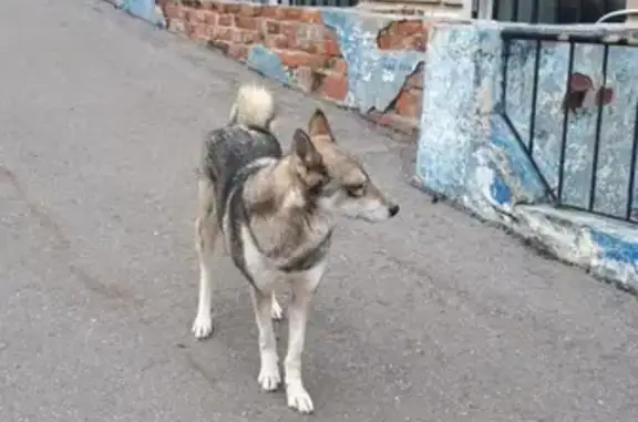 Найдена собака на ул. Бондарев, Чебоксары