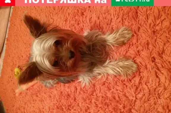 Пропала собака Хагги, район Кузьминки, Москва (Окская улица, 40)