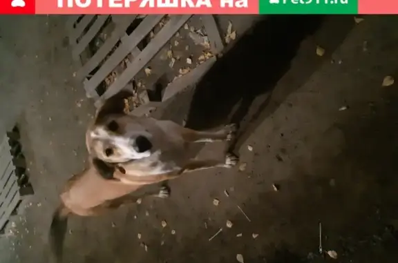 Собака найдена около кафе Россия, Республика Марий Эл.