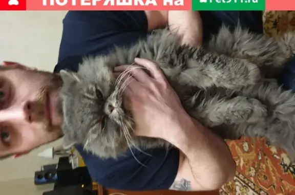 Найдена персидская кошка на Петергофском шоссе 17