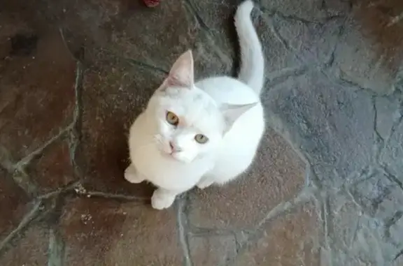 Найден домашний котик в Нахимовском районе, Севастополь
