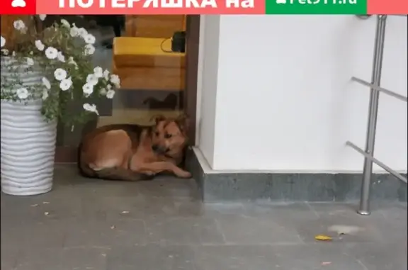Собака Метис рыжего-палового окраса найдена возле поликлиники Вутечича 7б