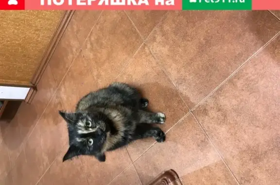 Найдена кошка в Новосибирске на улице Аникина