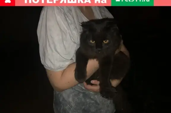 Найдена чёрная кошка на ул. Космонавтов, ищем хозяина