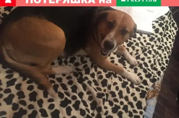 Пропала собака Метис русской гончей в Москве