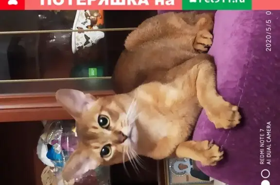 Пропал кот Абиссинской породы в Москве.