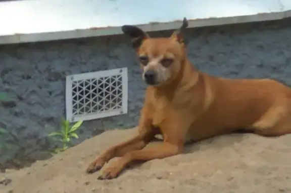 Кошки потеряшки, Санкт-Петербург, фото: Потеряшка кошка и терьер на ул. Маршала Захарова, Санкт-Петербург