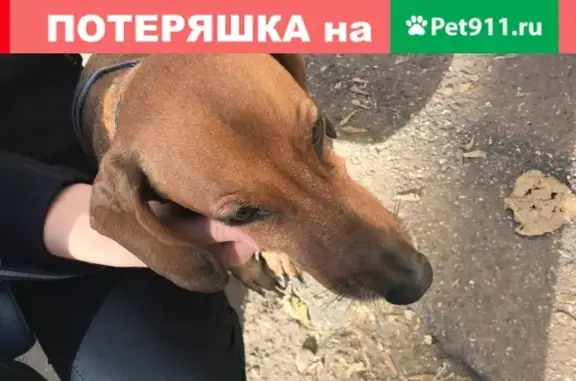 Собака-Такса миниатюрная найдена в Иркутске