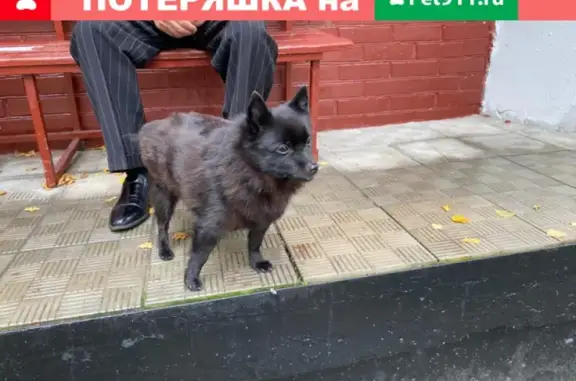 Собака Потеряшка возле 6 подъезда на Борисовском проезде 9к3