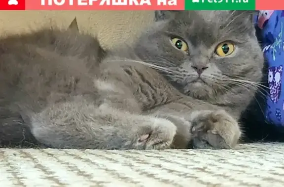 Пропала кошка Бетти на улице Мокроусова 10, Симферополь