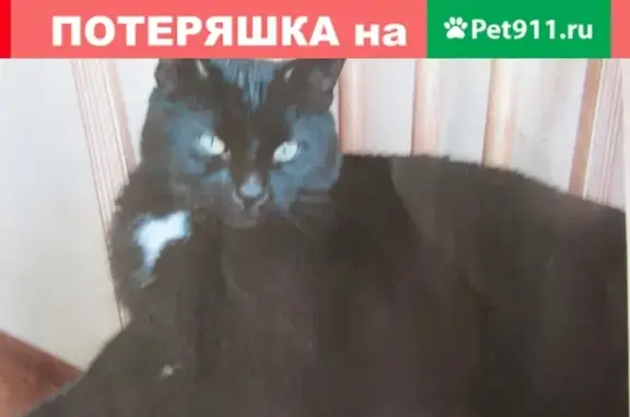 Пропала кошка в Апрелевке, 2 года, кастрированный мальчик.
