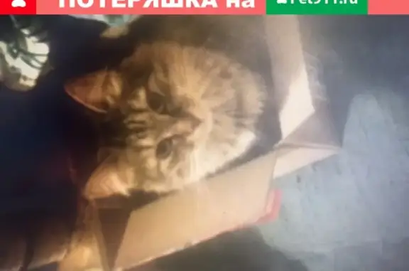 Пропала кошка на улице Олеко Дундича в Москве