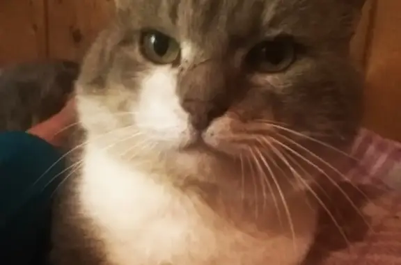 Кот найден в Краснокамском округе, Алёшиха