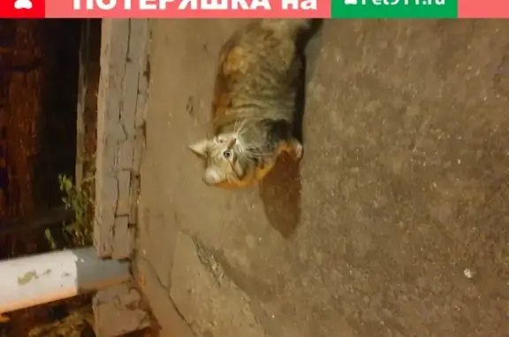 Утерянный кот в Москве, Песочный переулок 2
