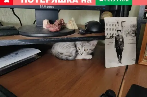 Пропала кошка в Тамбове, ул. Трегуляевская 76-84