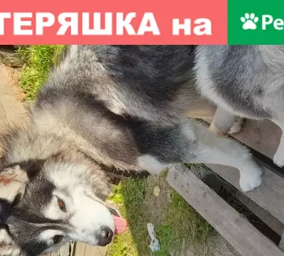 Пропала собака в микрорайоне Климовск, ул. Чехова, 5